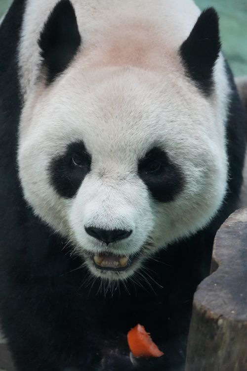 Free A detailed close-up of a giant panda munching in its zoo habitat. Stock Photo