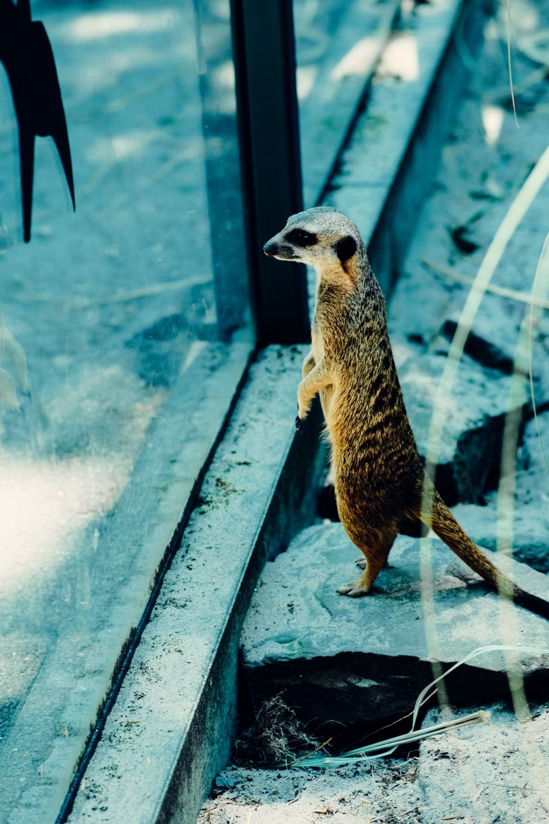 Curious meerkat stands on hind legs, gazing through a zoo glass enclosure.