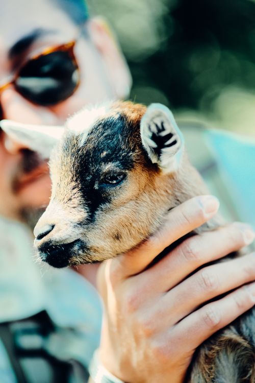 Free Close-up of a baby goat being held by a man, showcasing a gentle interaction outdoors. Stock Photo