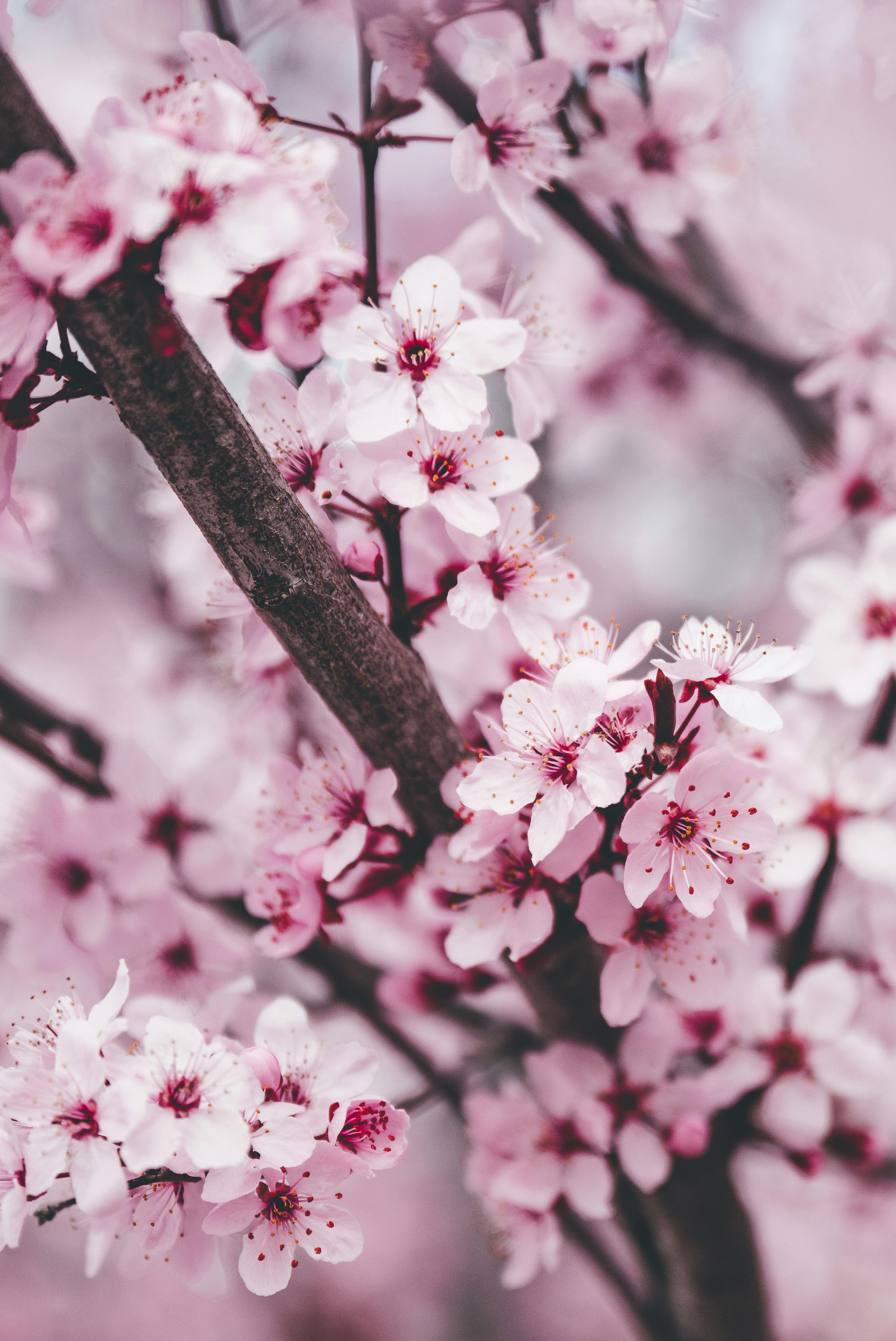 Close-up of stunning pink cherry blossoms during springtime, showcasing natural beauty.