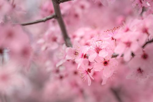 Free Delicate pink cherry blossoms in full bloom during spring, creating a soft and vibrant ambiance. Stock Photo