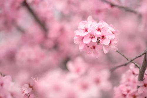 Free Beautiful pink cherry blossom flowers in full bloom during springtime. Stock Photo