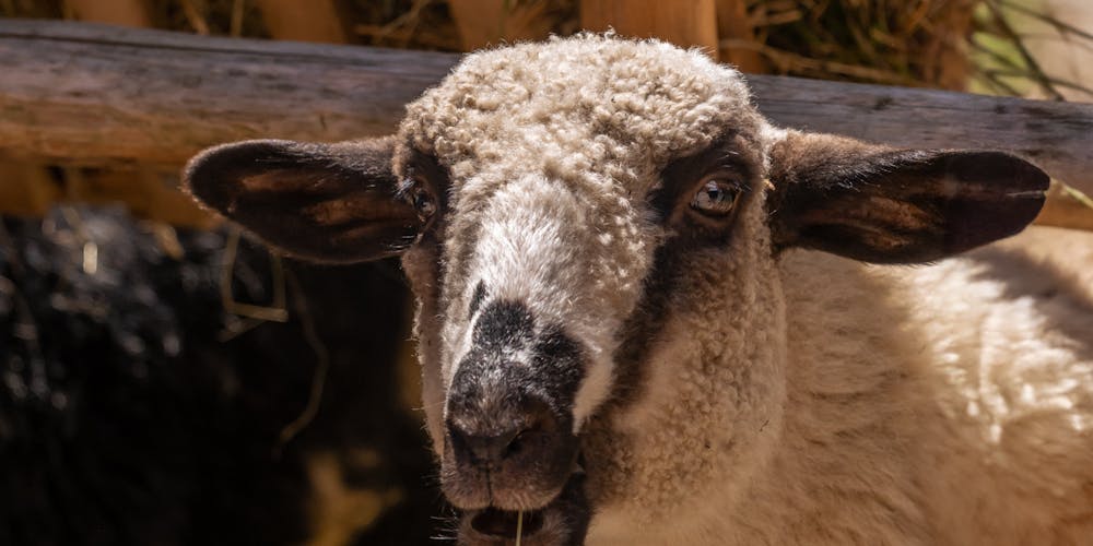 i999 - Bí Quyết Cá Cược Thành Công & Mẹo Chọn Kèo Hay