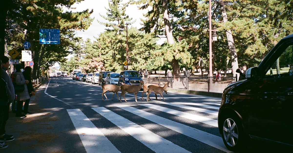 Deer crosswalk in urban area surrounded by trees and vehicles.