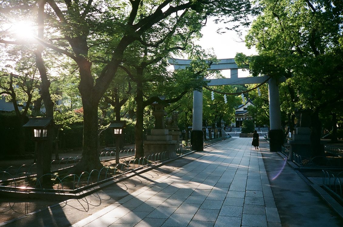 Serene Shinto Shrine Pathway with Torii Gate · Free Stock Photo