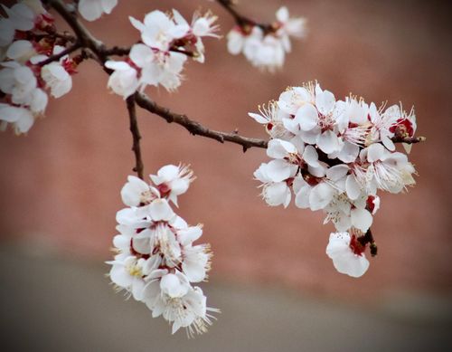 Free Stunning close-up of cherry blossoms in full bloom, perfect for spring scenes. Stock Photo