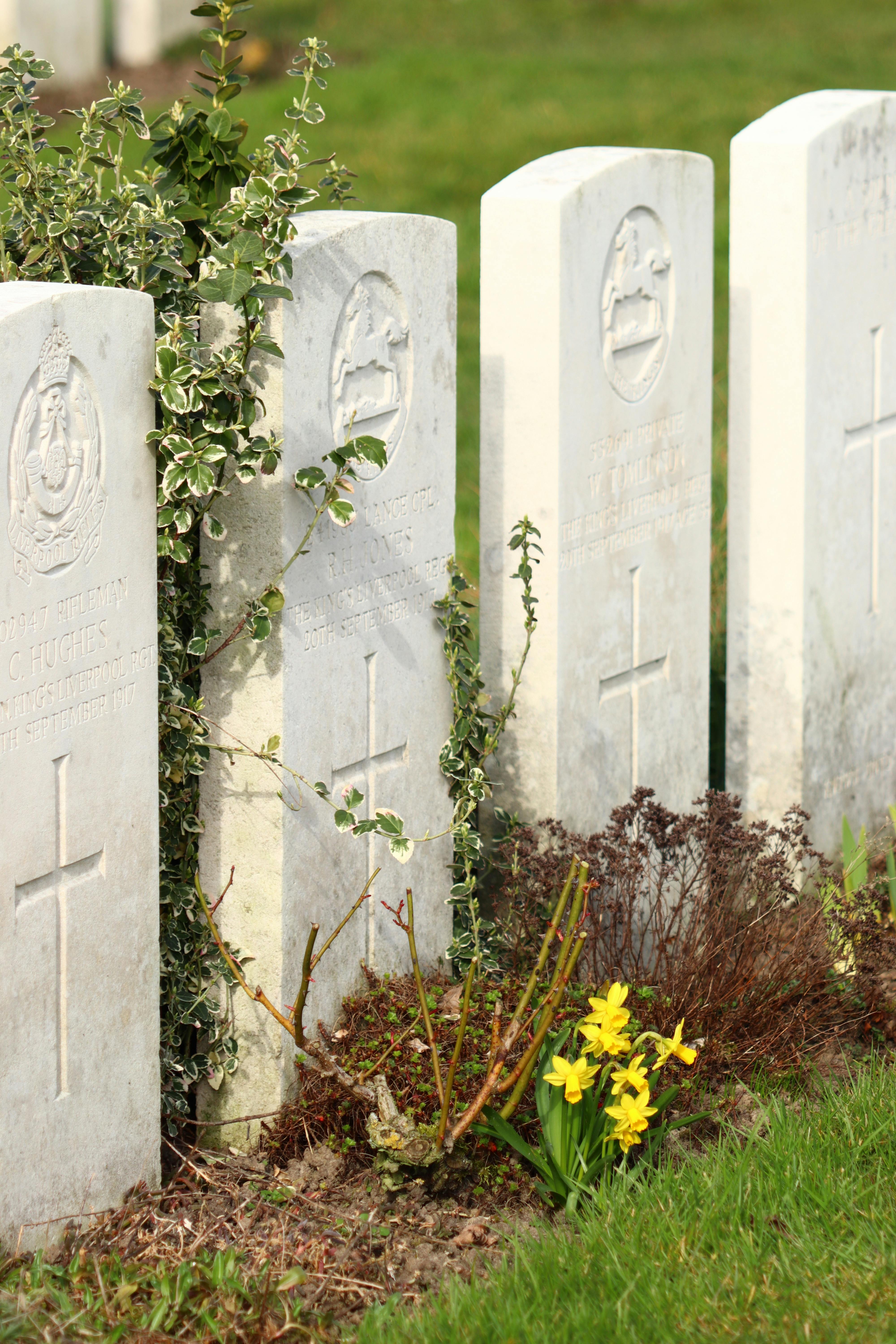 Photograph of gravestones in a World War II cemetery in Ypres, Belgium, with yellow flowers.