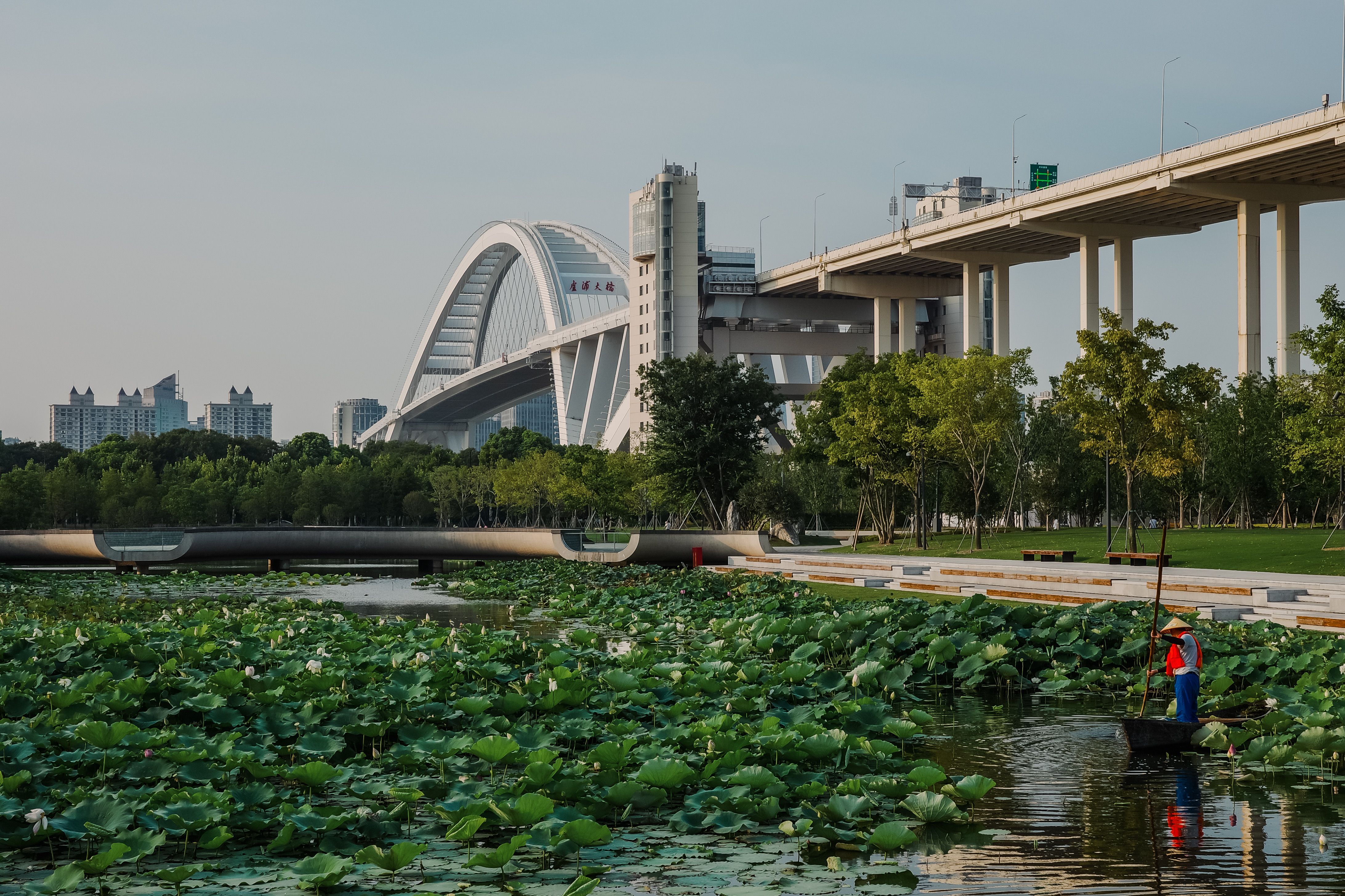 Modern Bridge Over Lotus Pond in Urban Park · Free Stock Photo