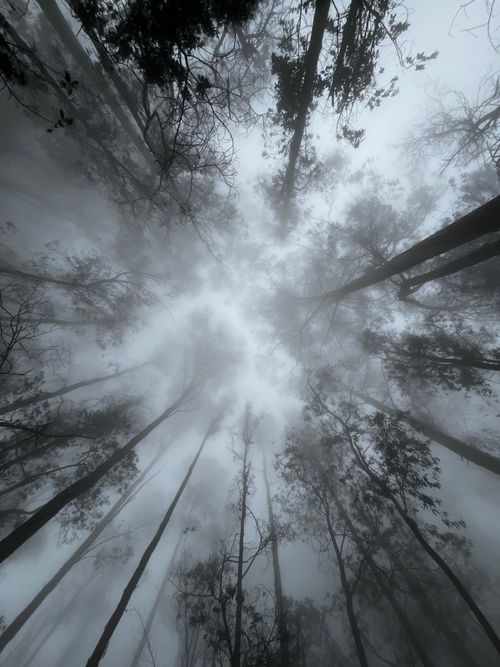 Free Misty atmosphere with tall trees creating a serene, ethereal forest view. Stock Photo