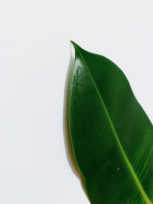 Close-Up Photo Of Green Leaf