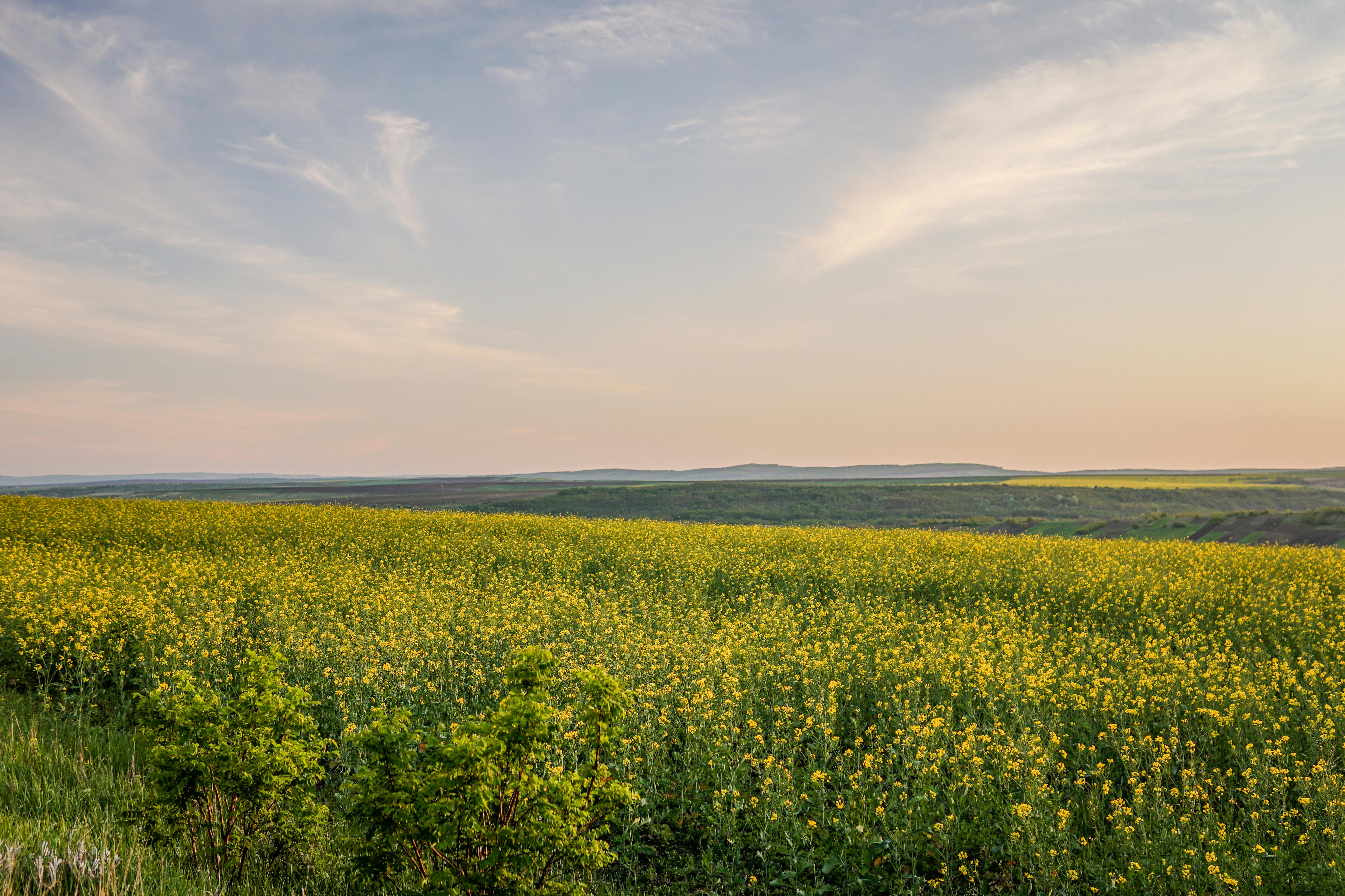 Expansive golden canola field under a serene sunset sky in Vaslui, Romania. Calm and natural beauty.