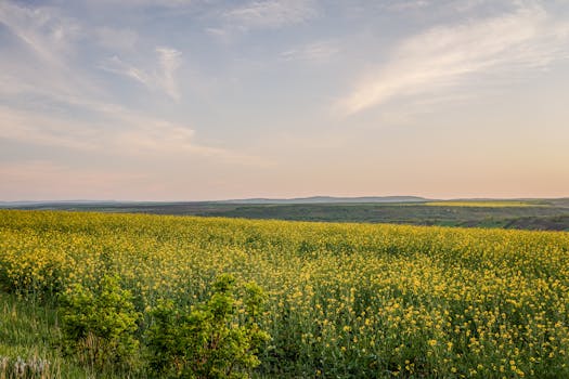 Expansive golden canola field under a serene sunset sky in Vaslui, Romania. Calm and natural beauty.