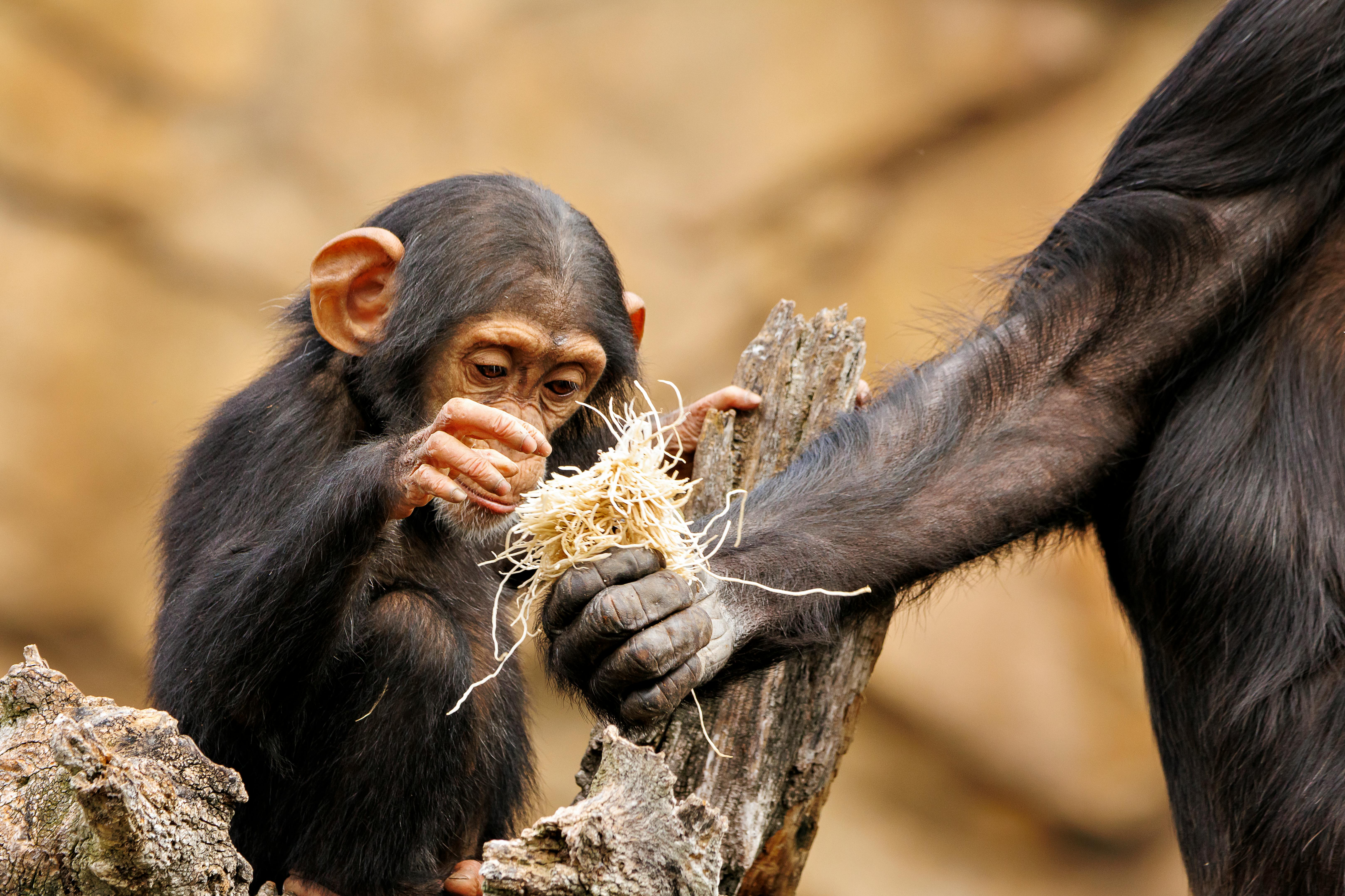 Chimpanzees Show Spontaneous Prosocial Helping
