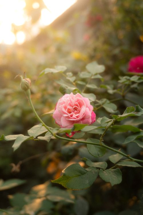 Free A pink rose blooming in an autumn garden under dreamy, golden morning light. Stock Photo