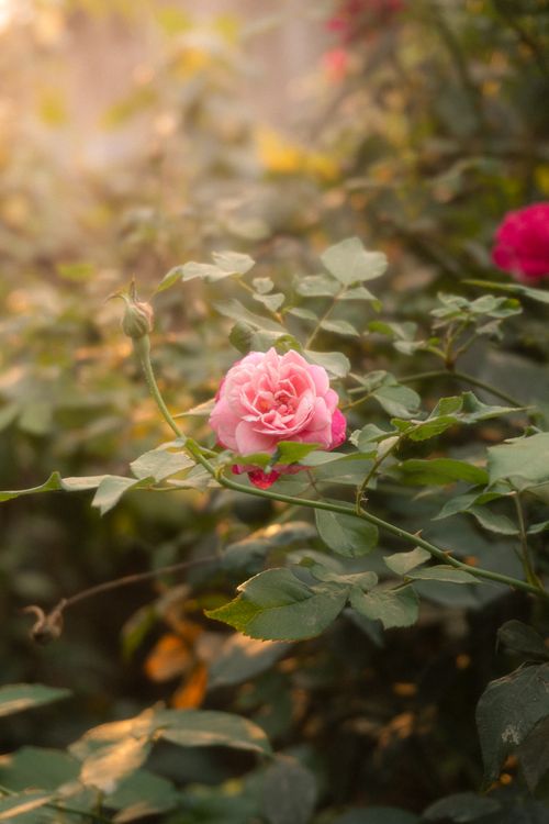 Free A delicate pink rose softly lit by the golden morning sun, in a lush garden setting. Stock Photo