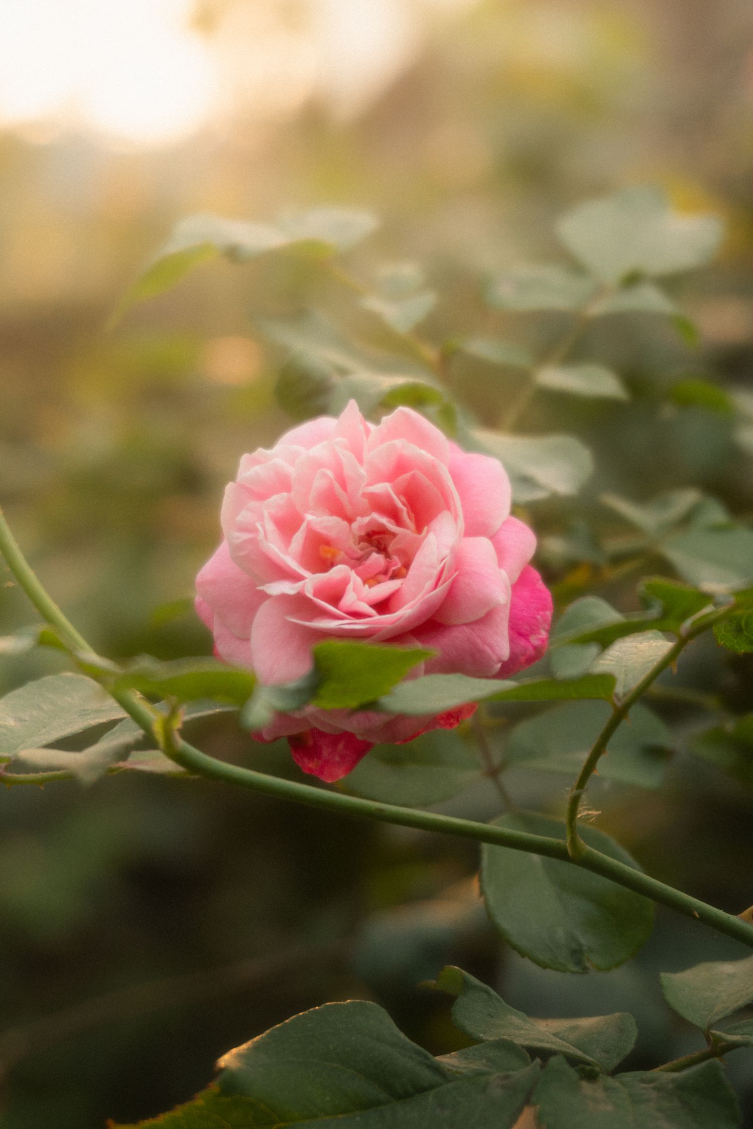 Una flor real iluminada por la mañana