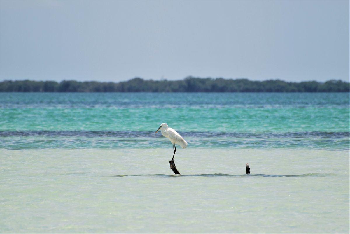 A solitary egret perched on driftwood in the clear waters of Isla Holbox, Mexico.