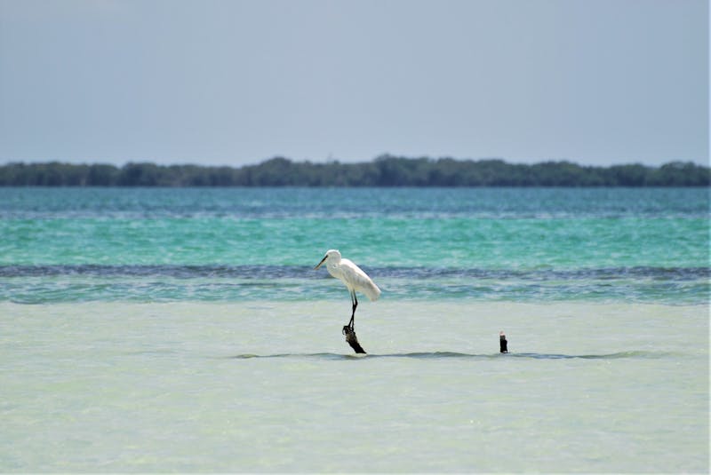 Un héron solitaire perché sur du bois flotté dans les eaux claires d'Isla Holbox, Mexique.