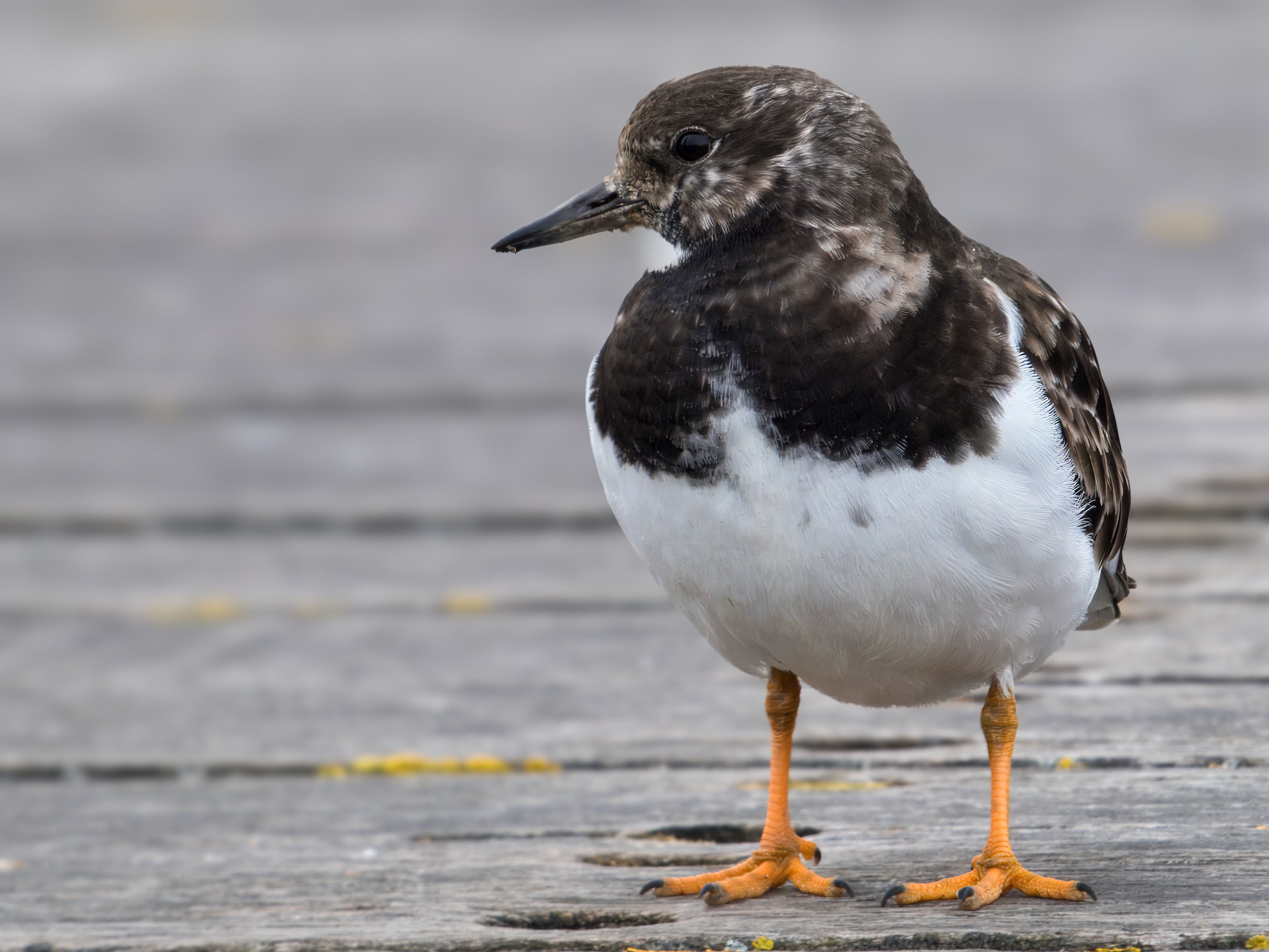 Why High-Arctic Shorebirds Rarely Return to the Same Breeding Site