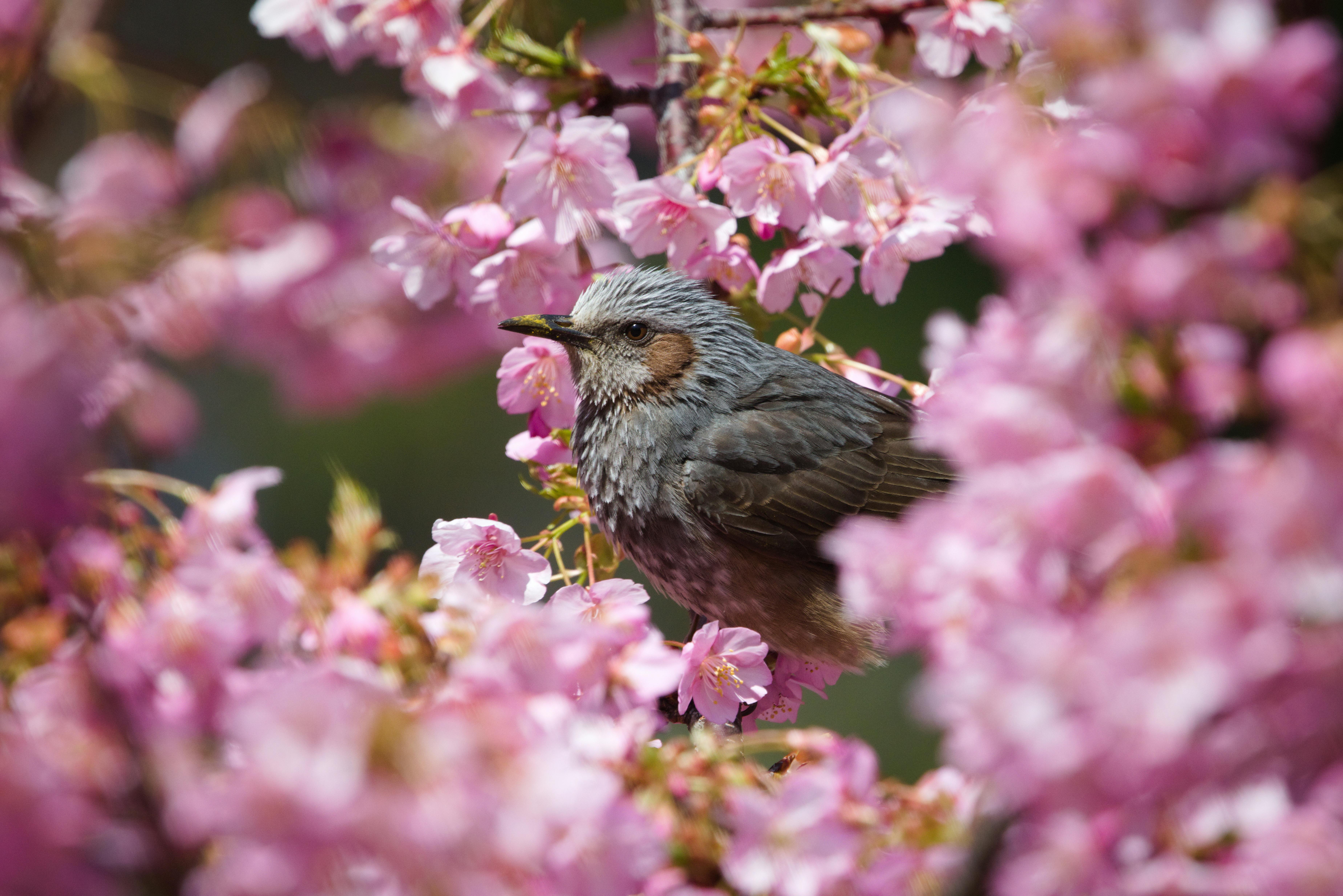 Burung Bulbul Telinga Cokelat Di Antara Bunga Sakura Di Musim Semi ...