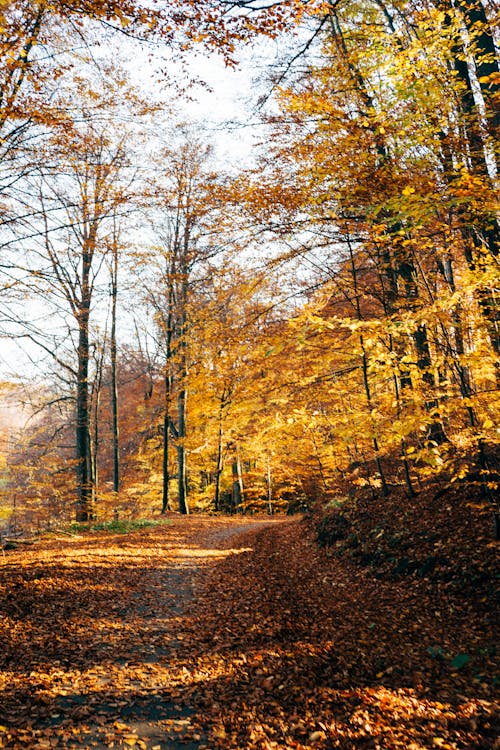 Free Photo of Pathway Near Autumn Leaves Stock Photo