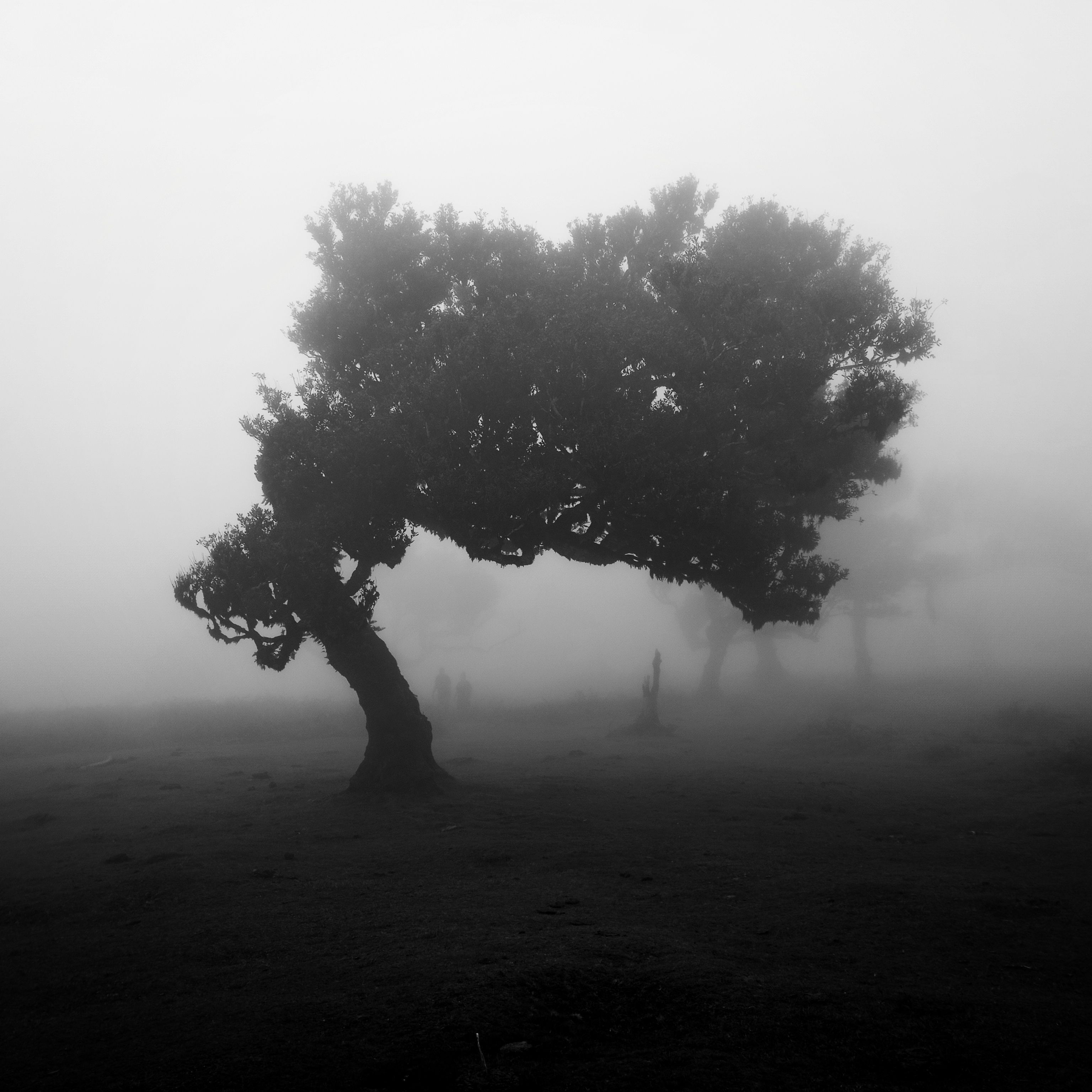 Lone tree in fog — Alexandre Moreira on Pexels