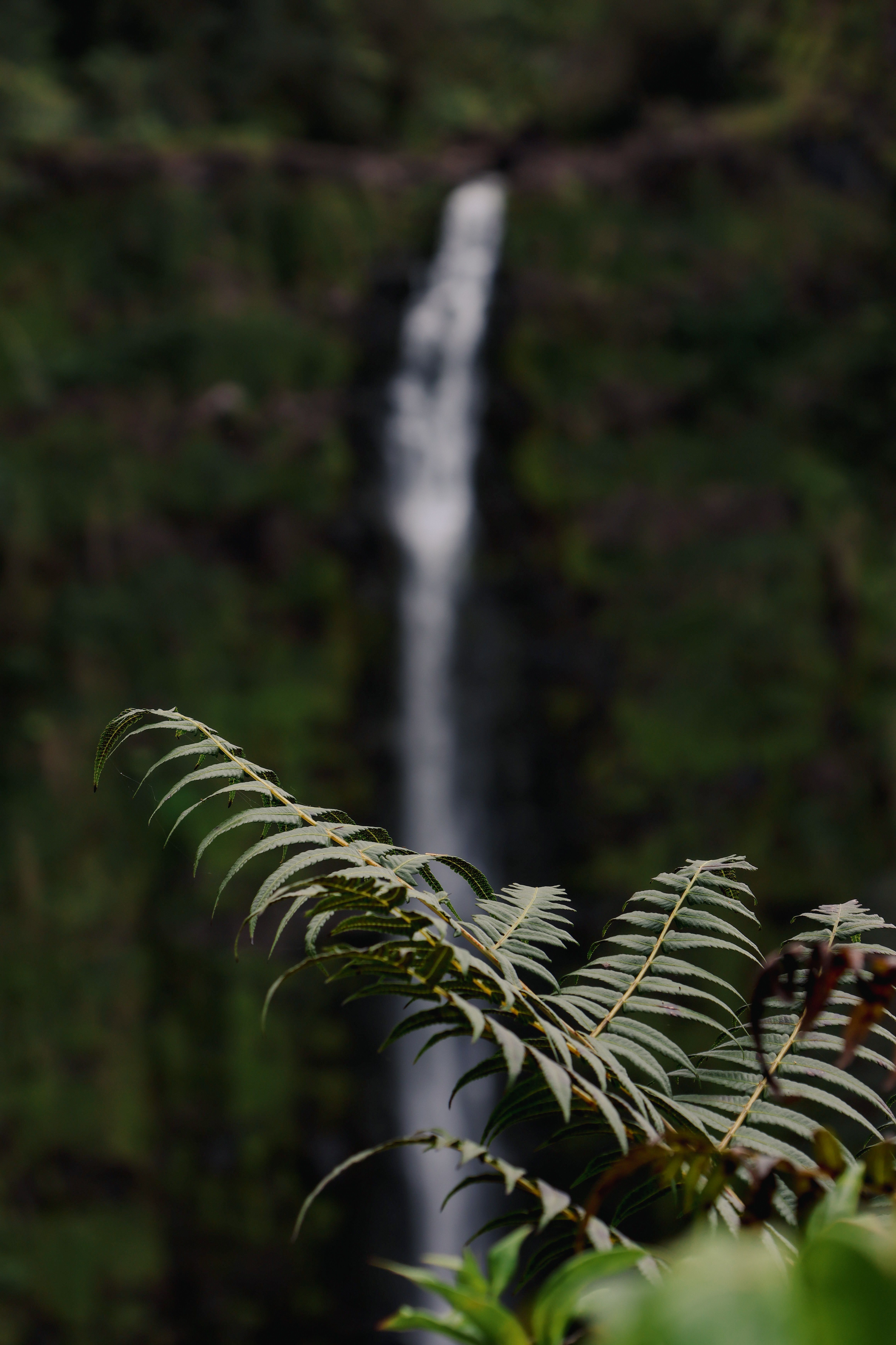 Jungle waterfall with lush green ferns and tropical vegetation