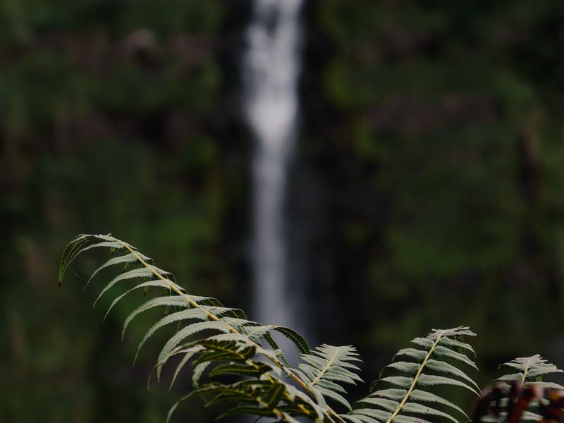 Jungle waterfall with lush green ferns and tropical vegetation