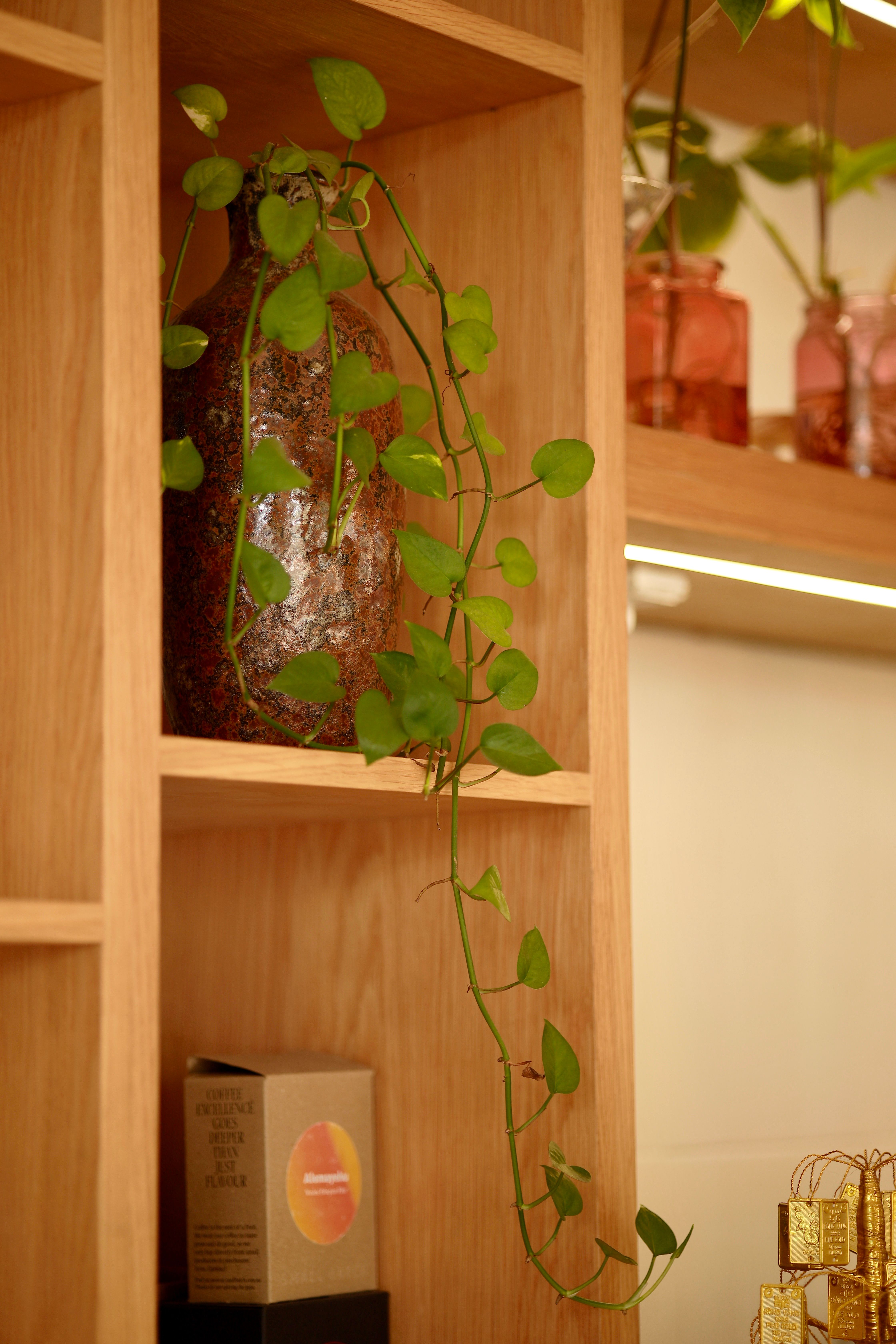 Warm indoor shelf with a vine plant and decorative items on display.