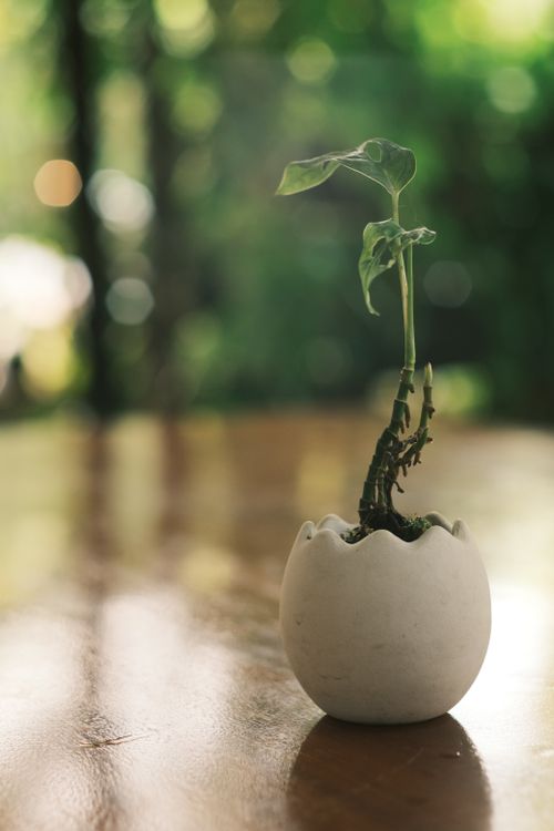 Free Close-up of a young plant in an eggshell-shaped pot placed on a wooden table with blurred green background. Stock Photo