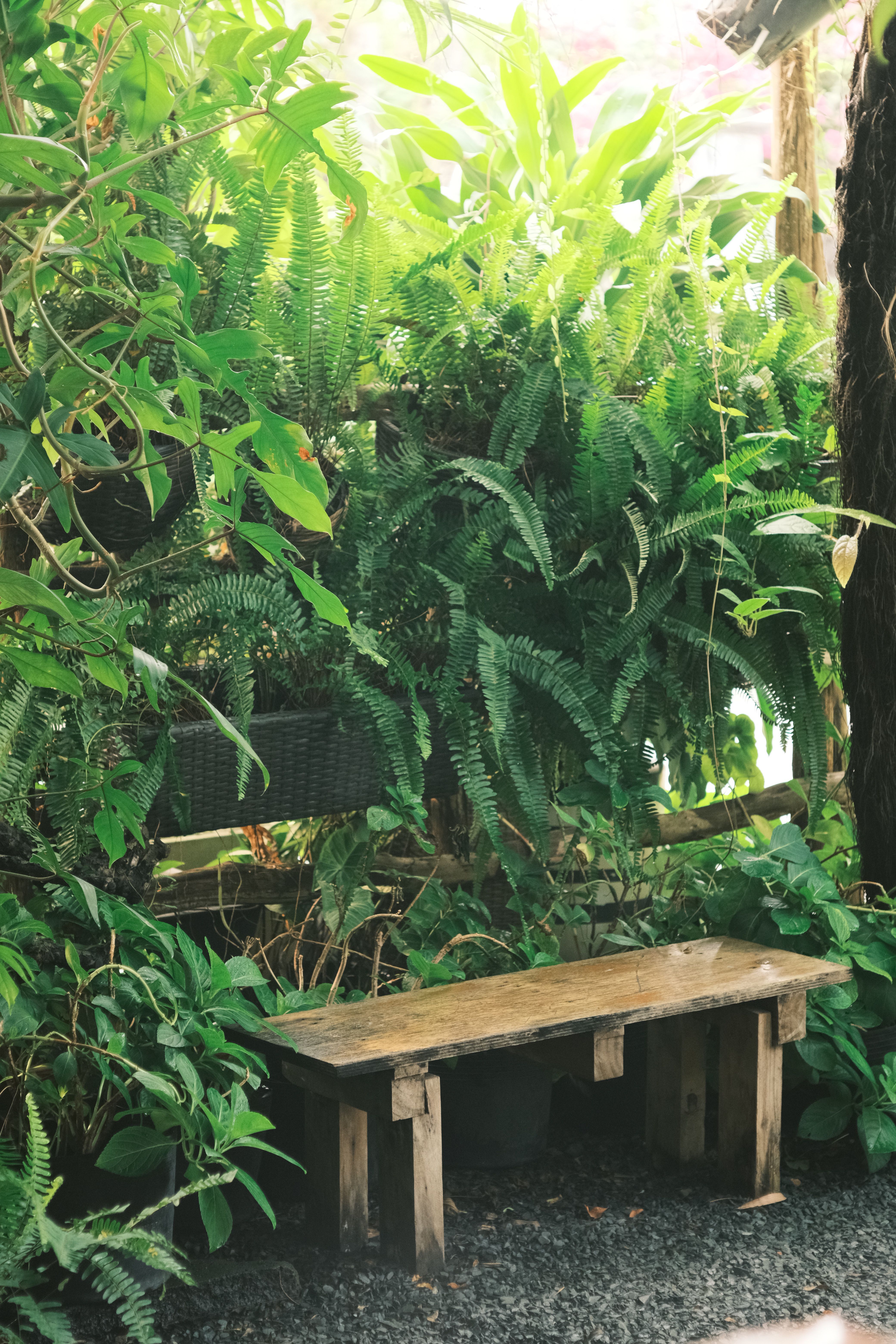 Serene Garden Bench Amidst Lush Greenery · Free Stock Photo