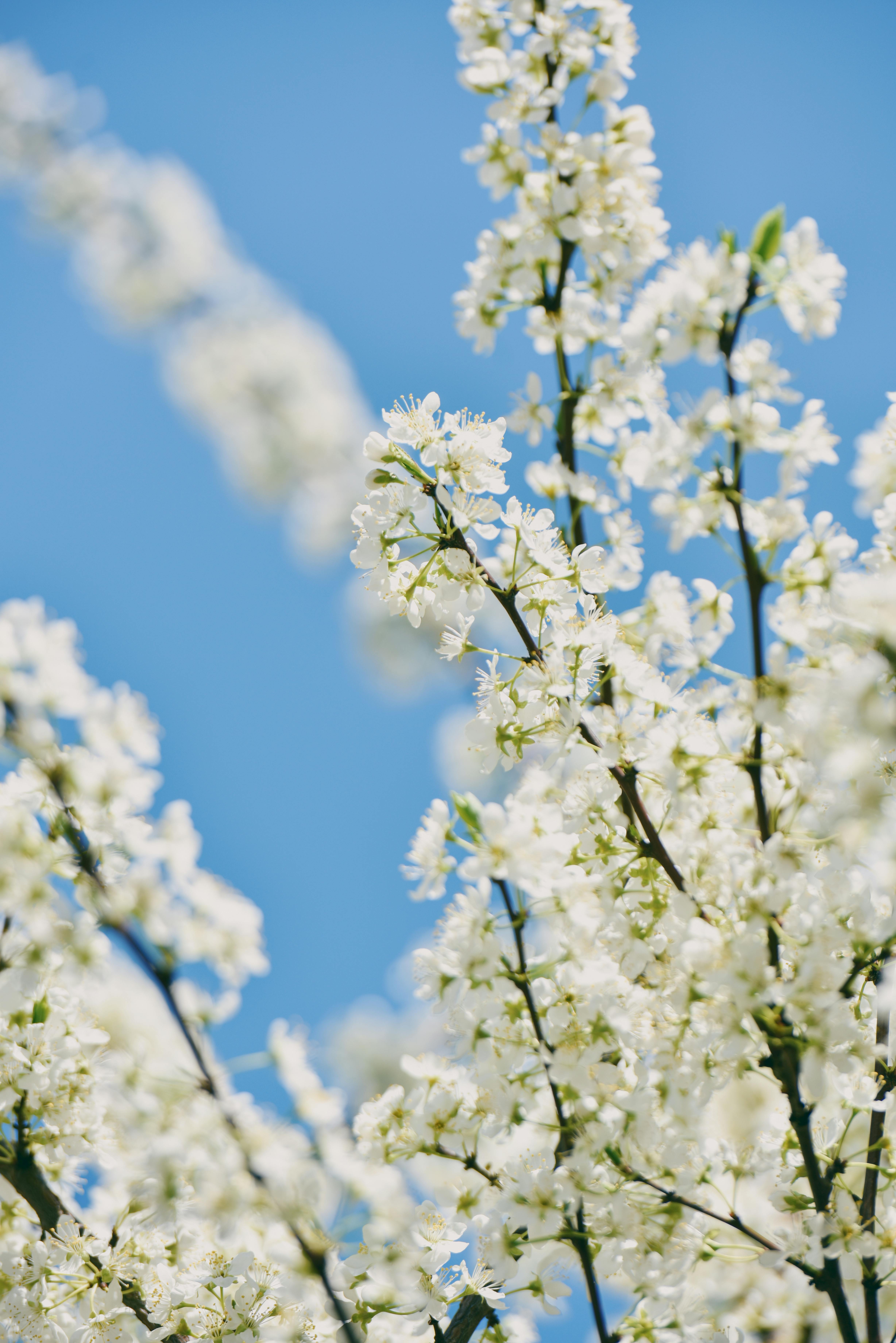 White blossoms in full bloom on a clear spring day accentuate the blue sky.