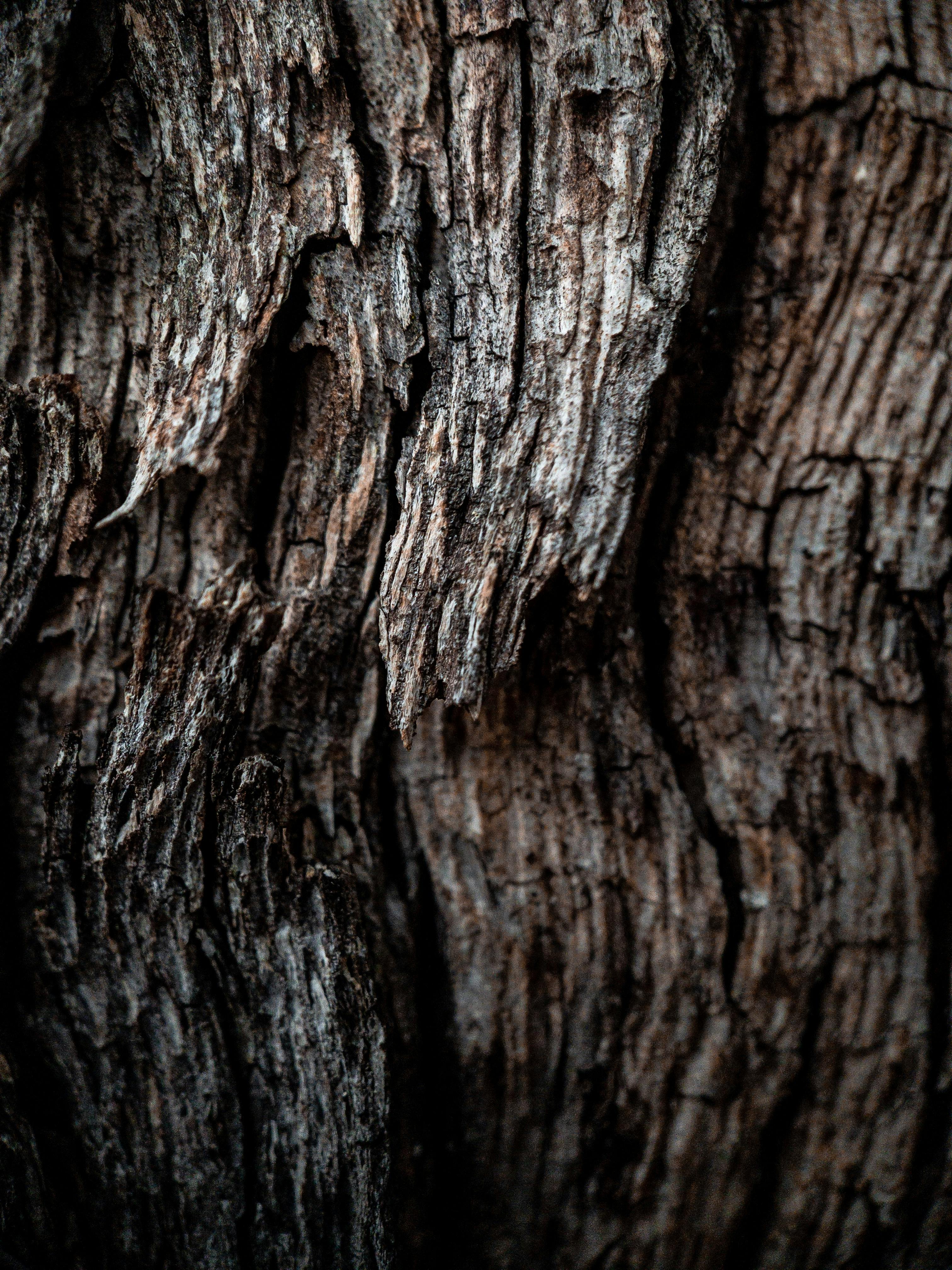 NonWoven Wallpaper Tree Bark brown 368722