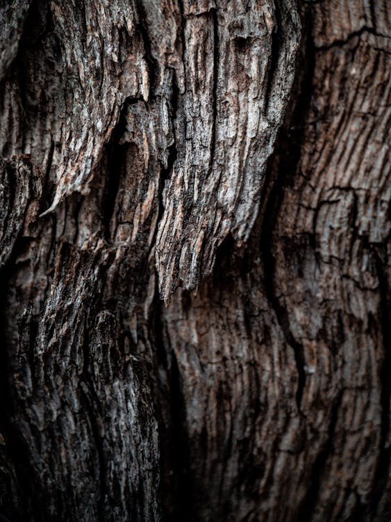 Close-Up Photo Of Tree Bark