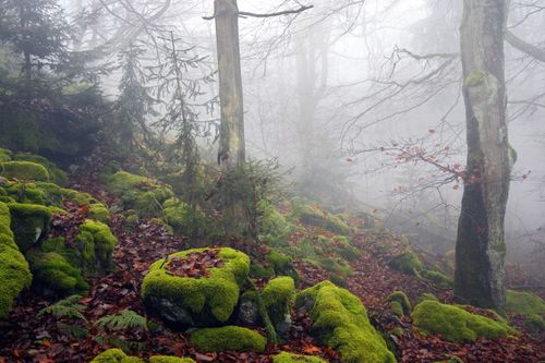 Free A foggy forest scene featuring mossy rocks and trees shrouded in mist, capturing a serene and mysterious atmosphere. Stock Photo
