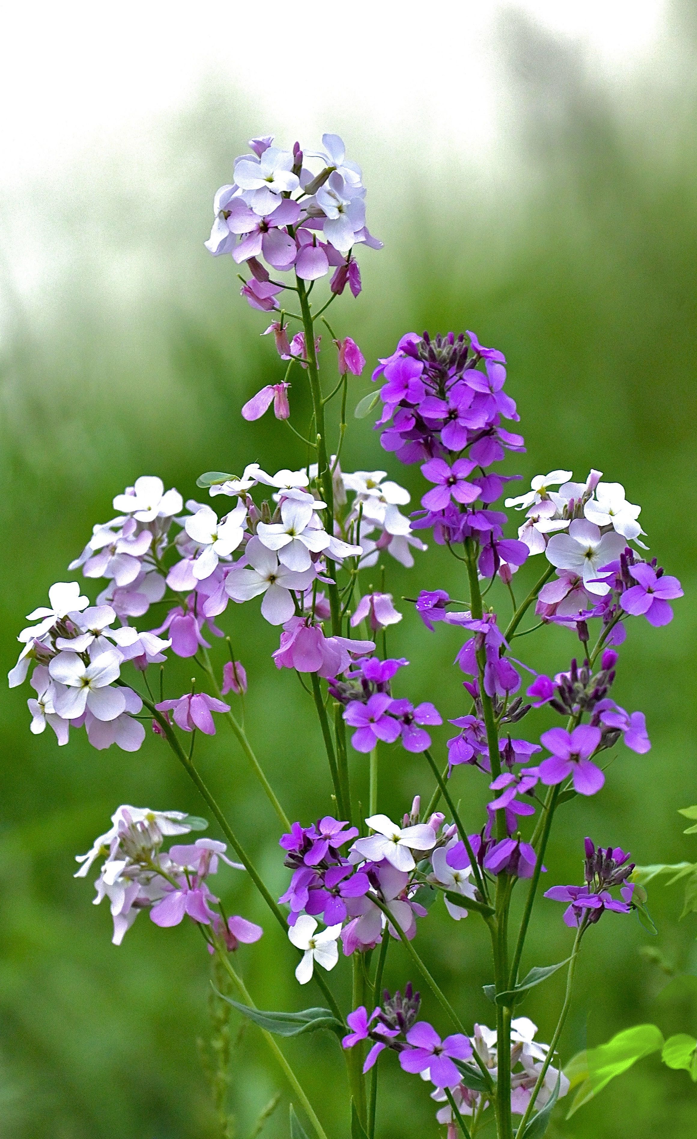 [ColoSach]-a-close-up-of-purple-and-white-dame's-rocket-flowers-in-a-lush-green-field,-showcasing-natural-beauty.