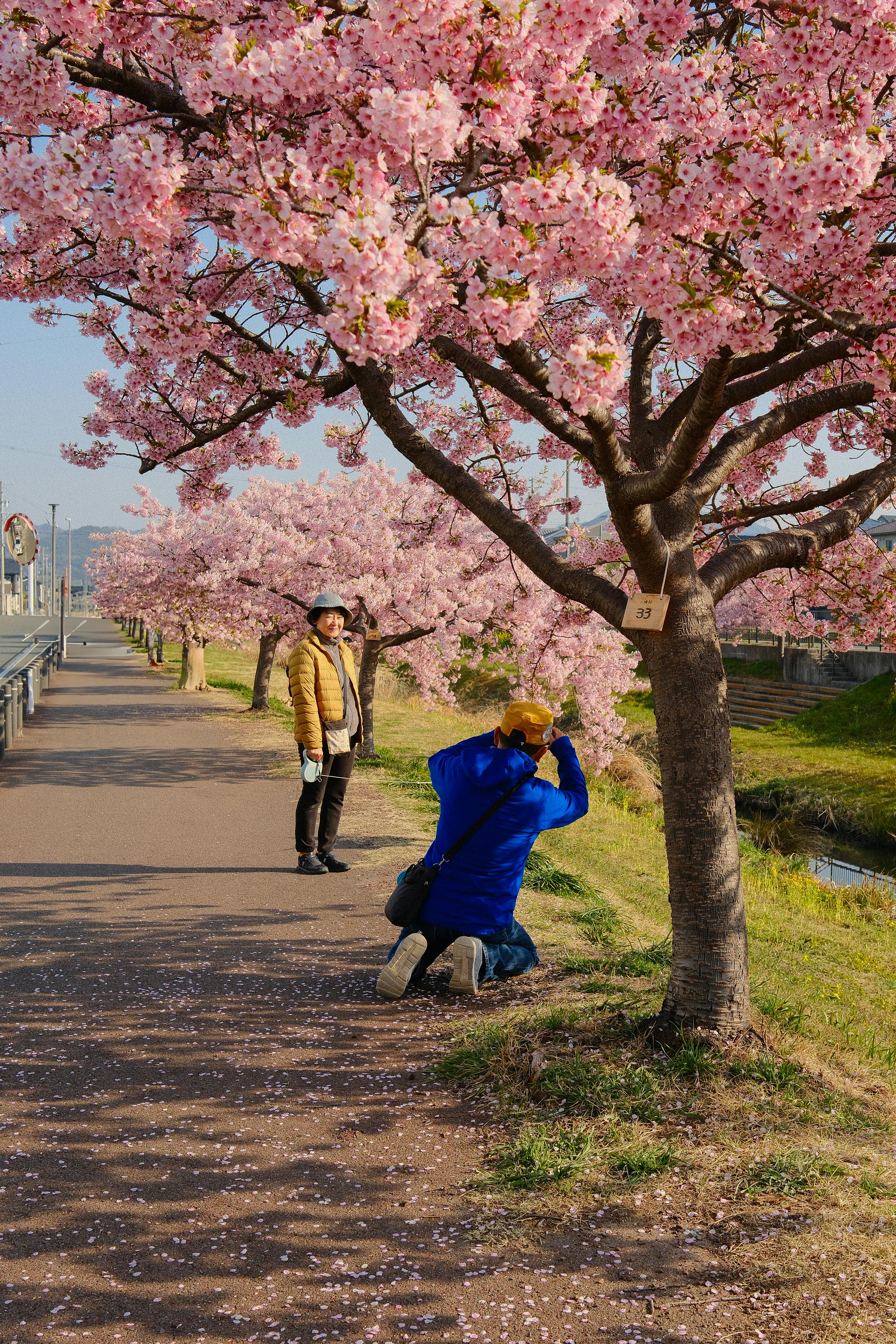 Photographer kneeling under cherry blossom tree in Toyokawa, Japan, capturing spring's beauty.