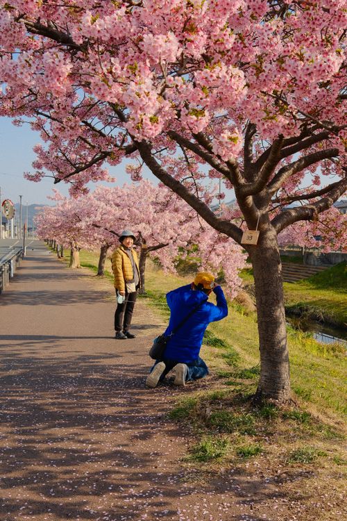 Back View of a Man under a Cherry Blossom · Free Stock Photo