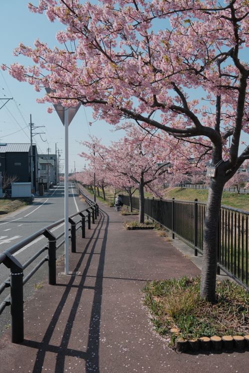 Free Serene cherry blossom trees line a pathway in Toyokawa, Aichi, Japan, during springtime. Stock Photo