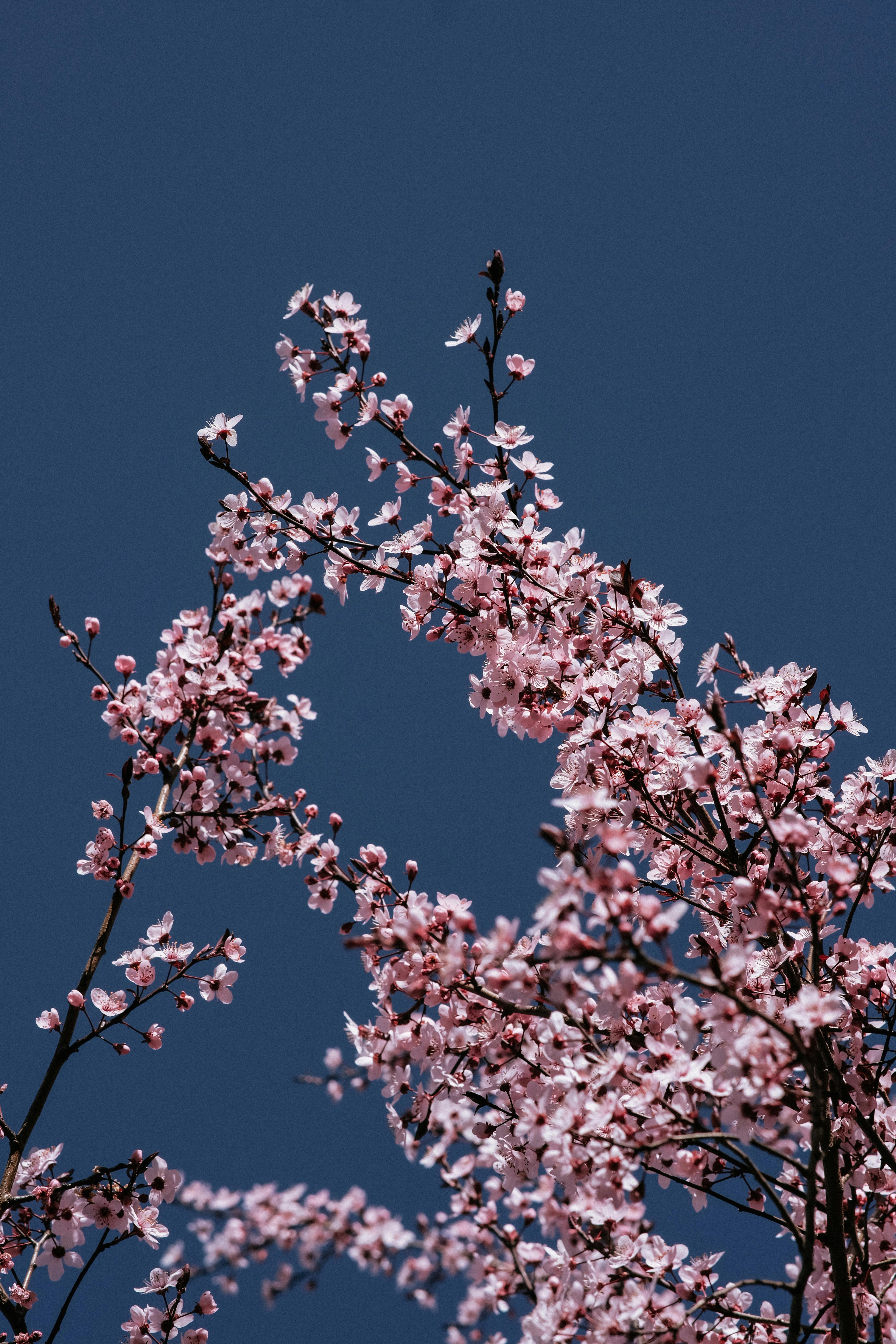 Vibrant pink cherry blossoms in full bloom reach toward a clear blue sky, symbolizing spring beauty.