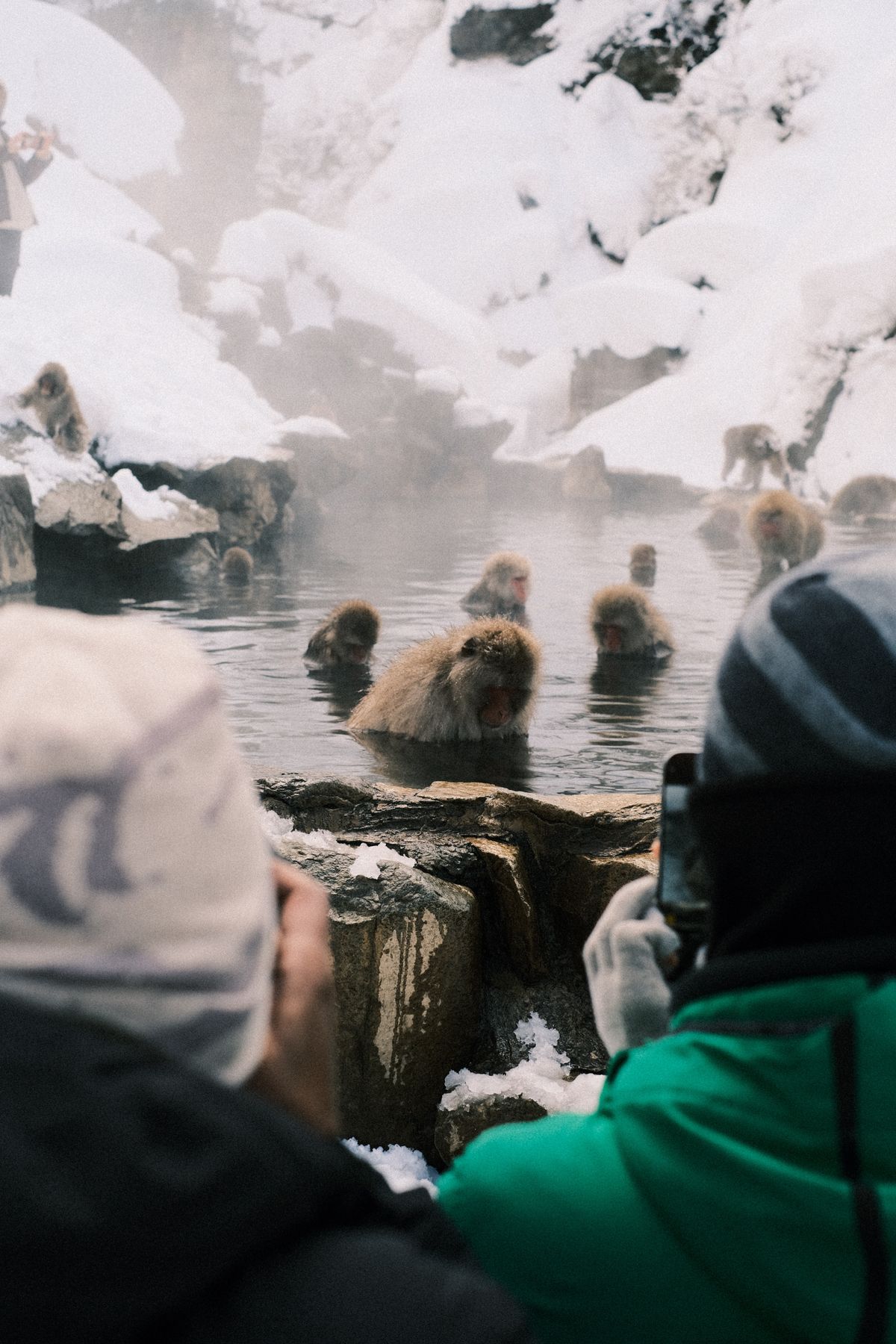 Snow monkeys bathing in the natural hot spring pool at Jigokudani Park in Yamanouchi, Japan