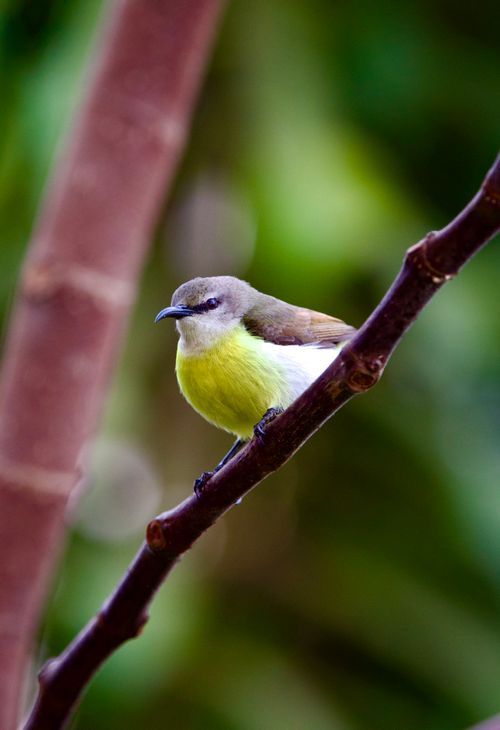 Free Close-up of a colorful sunbird resting on a branch outdoors. Stock Photo