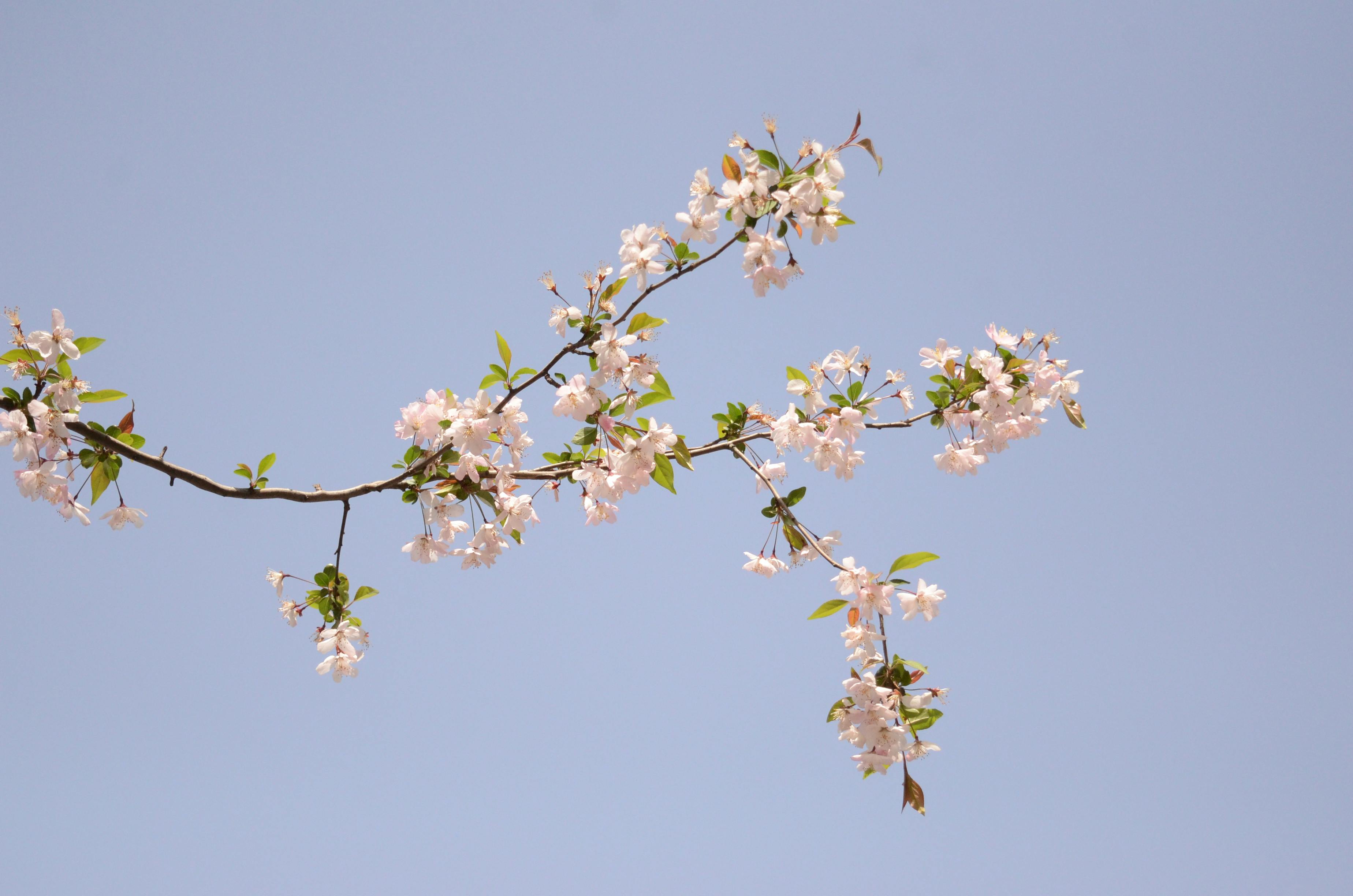 Delicate crab apple blossoms against a clear blue sky, symbolizing spring's arrival.