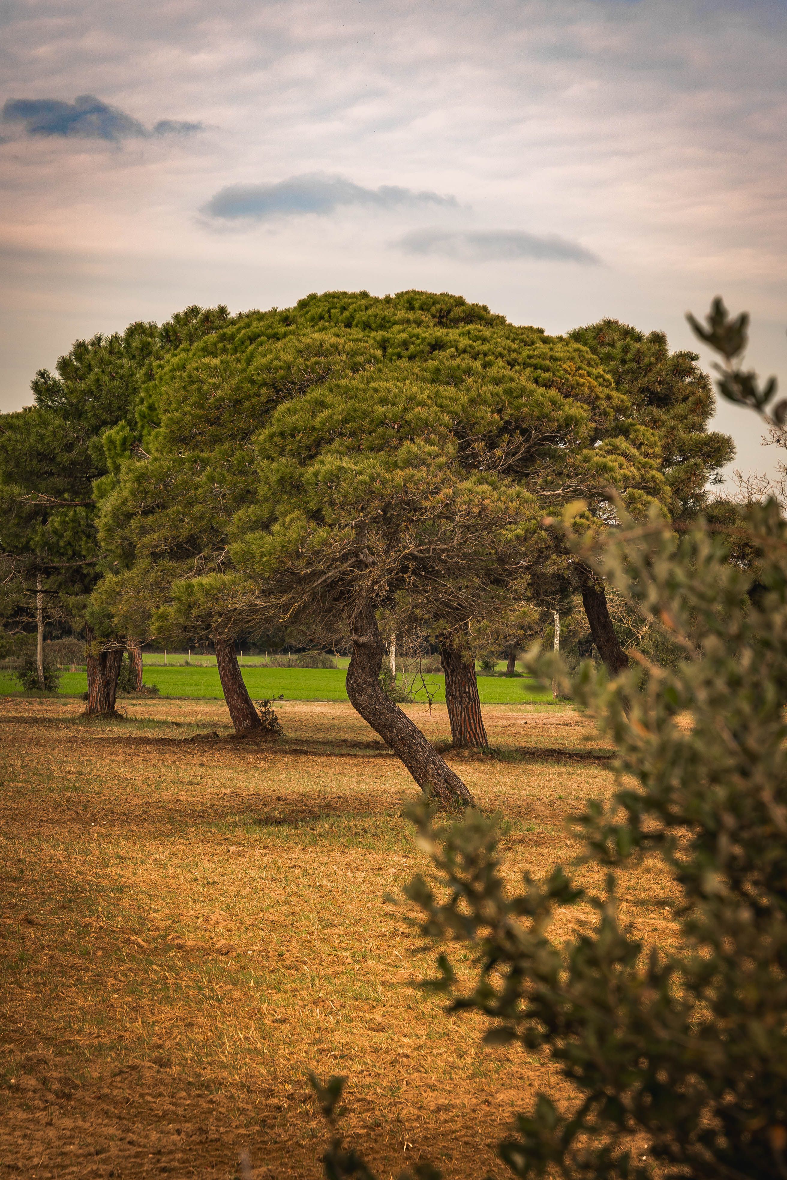 Lush green pine trees stand in a peaceful meadow, exuding tranquility under a cloudy sky.
