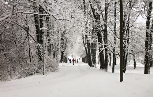 Free A peaceful winter scene with people walking through a snow-covered park pathway. Stock Photo