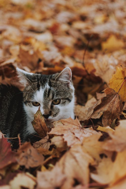 Yapraklarda Oturan Kedi Fotoğrafı