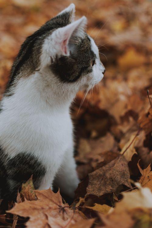Free A cute kitten with tabby markings sits among fallen autumn leaves, showcasing its curious nature. Stock Photo