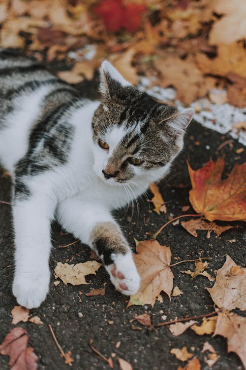免费 猫躺在叶子上的照片 素材图片