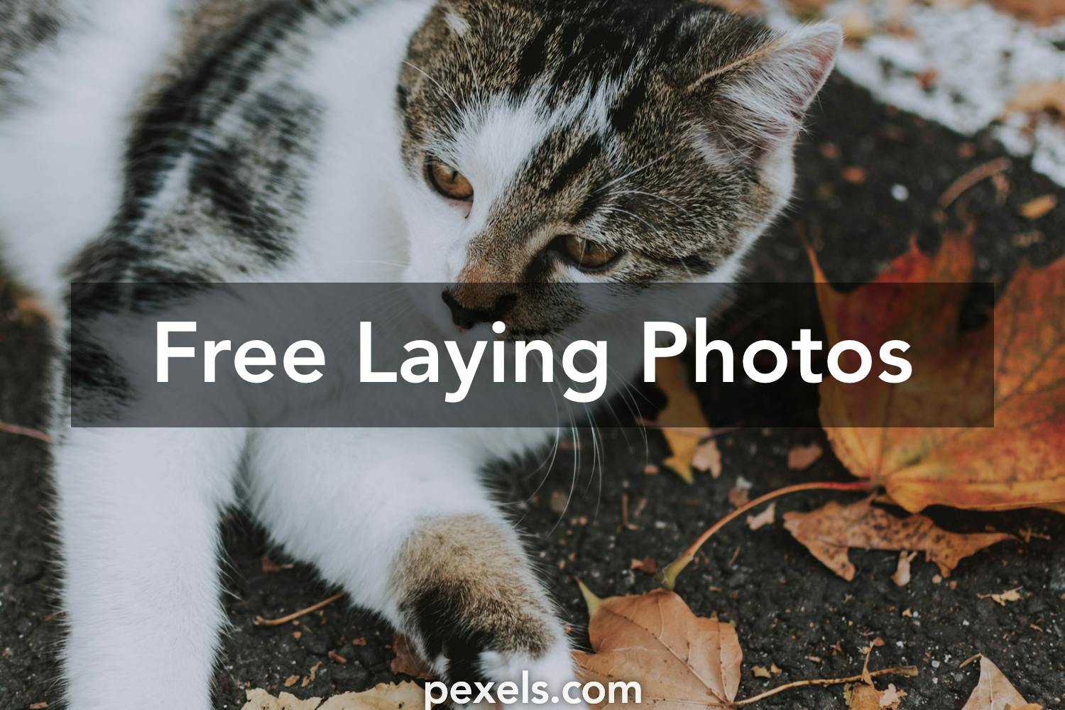 200+ Amazing Laying Photos · Pexels · Free Stock Photos