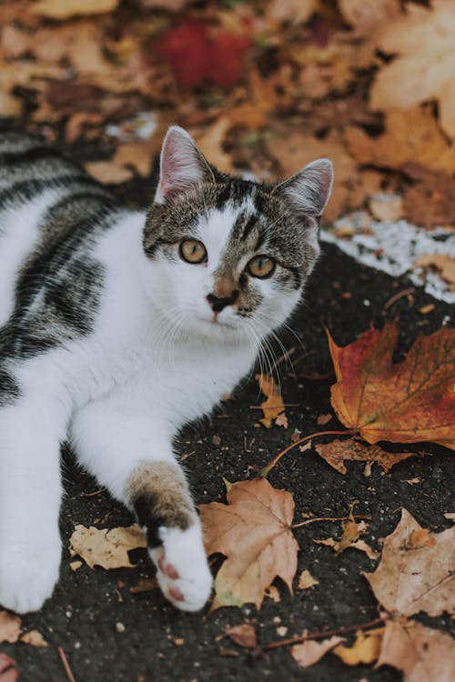 Photo Of Cat Laying On Leaves